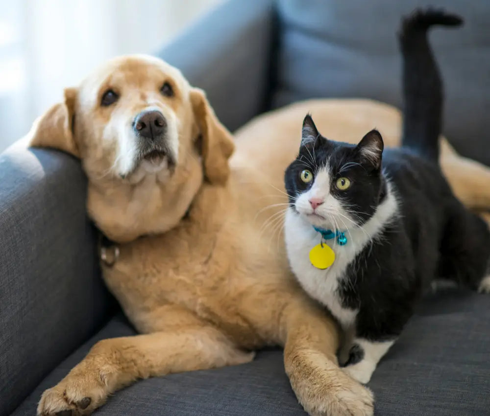 A golden retriever and a black-and-white cat relaxing together on a sofa
