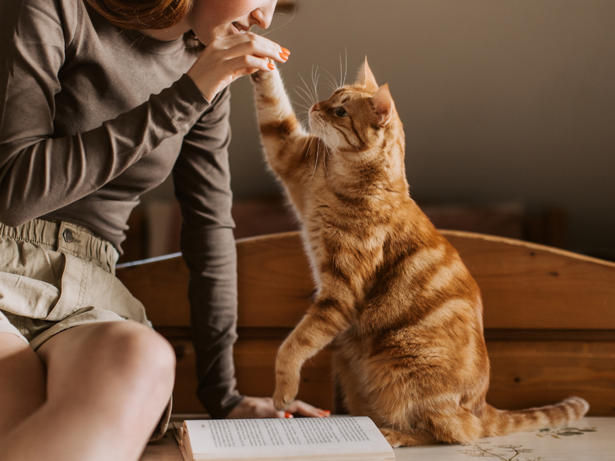 Cat Tests